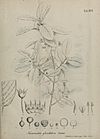 Abhandlungen der Mathematisch-Physikalischen Klasse der Königlich Bayerischen Akademie der Wissenschaften BHL11356101.jpg