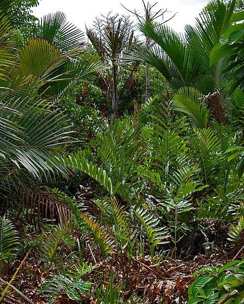 Acros aure 080627 0097 smlu