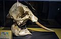 African elephant skull - Cleveland Museum of Natural History - 2014-12-26 (21054840471)