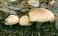 Agaricus silvaticus0
