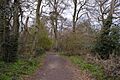 Albans Wood 2