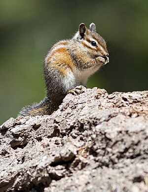 Allen’s chipmunk near Lake Almanor-2326.jpg