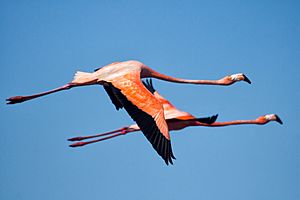 American Flamingo - Flamenco (Phoenicopterus ruber) (11854683776)