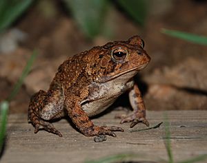 American Toad 8885