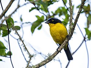 Anisognathus melanogenys - Black-cheeked Mountain-Tanager.jpg