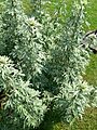 Artemisia absinthium P1210748