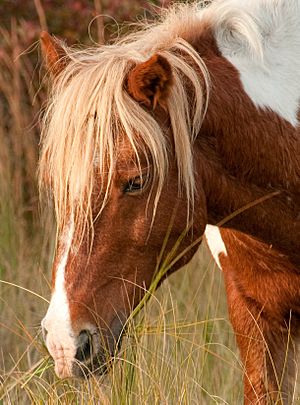 Assateague pony stallion by Bonnie Gruenberg4