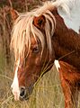 Assateague pony stallion by Bonnie Gruenberg4
