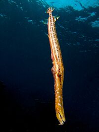 Aulostomus maculatus (Trumpetfish -brown variation)