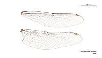 Austroaeschna eungella male wings (35053153695)