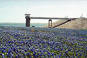 Bardwell Blue bonnets