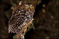 Bare-shanked Screech-Owl (Megascops clarkii)