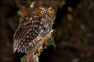Bare-shanked Screech-Owl (Megascops clarkii).jpg