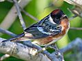 Bay-breasted Warbler by Dan Pancamo 1