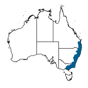 Bell Miner Distribution From Atlas Living Australia.png