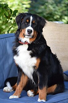 Bernese Mountain Dog - 9 months