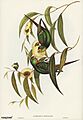Bird illustration by Elizabeth Gould for Birds of Australia, digitally enhanced from rawpixel's own facsimile book388