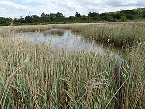 Bourne Park Reed Beds 3