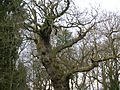 Cadzow oak epiphyte 2