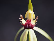 Caladenia longiclavata (labellum detail)