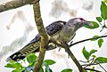 Channel-billed Cuckoo