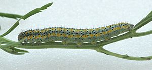 Checkered White larva, Megan McCarty126