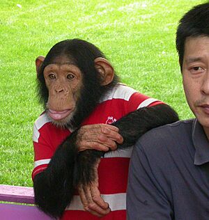 Chimpanzee