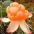 Cloudberry-cropped