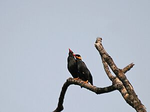 Common Hill Myna (Gracula religiosa) foreplay at Jayanti, Duars, West Bengal W Picture 369