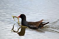 Common Moorhen (Gallinula chloropus) collecting for nest