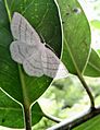Common White Wave moth Cabera pusaria GT