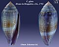 Conus glans 2