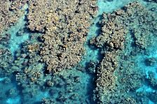 Coral Reef from Above 1