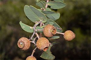 Corymbia setosa fruit