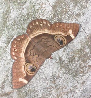 Cyligramma duplex moth