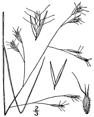 Danthonia compressa BB-1913.png