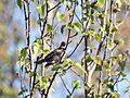 Dark breasted Rosefinch (Female) I IMG 3802