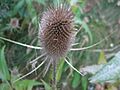 Dipsacus fullonum