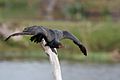 Double-crested Cormorant 0553