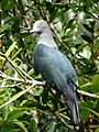 Ducula galeata Nuku Hiva