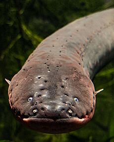 Electrophorus electricus showing lateral line pits
