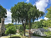 Elm Tree in Adams, MA - August 2020