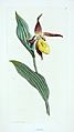 English Botany James Sowerby First Edition 1790 Plate 1 Volume 1 Cypripedium calceolus Lady's Slipper Orchid