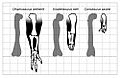Eoabelisaurus Arm Comparison