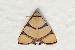 Erebid moth (Eulepidotis affinis)