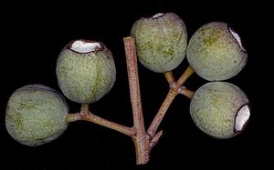 Eucalyptus gongylocarpa fruit