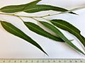 Eucalyptys smithii - adult leaves