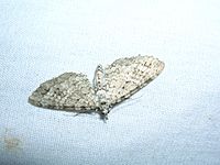 Eupithecia monticolens2