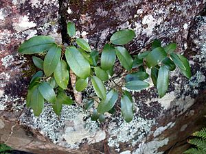 Ficus rubiginosa at Barrenjoey