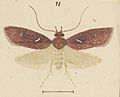 Fig 11 MA I437910 TePapa Plate-XLIX-The-butterflies full (cropped)